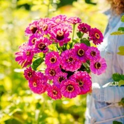 Zinnia Seeds - Violet Queen -Eden Brothers Shop zinnia violet queen mac 4