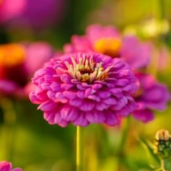Zinnia Seeds - Violet Queen -Eden Brothers Shop zinnia violet queen mac 5