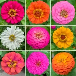 Zin Master - Zinnia Flower Seed Mix 7 Zin Master - Zinnia Flower Seed Mix -Eden Brothers Shop zinnia wildflower mix cp 3