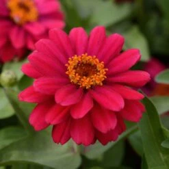 Zahara Double Cherry Zinnia Seeds - Vibrant Disease-Resistant Flowers