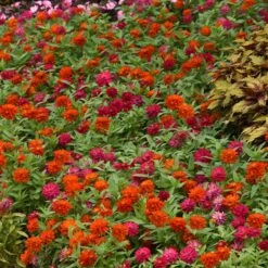 Zinnia Seeds - Zahara Double Cherry & Fire Mix (Heat Resistant)