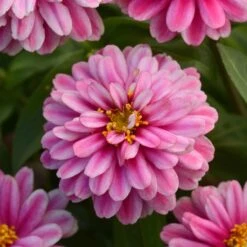 Zahara Double Raspberry Ripple Zinnia Seeds -Eden Brothers Shop zinnia zahara double raspberry ripple bal 4
