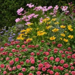 Zahara Double Raspberry Ripple Zinnia Seeds -Eden Brothers Shop zinnia zahara double raspberry ripple bal 5