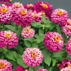 Zahara Double Raspberry Ripple Zinnia Seeds -Eden Brothers Shop zinnia zahara double raspberry ripple noa 5