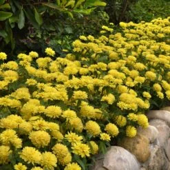 Zahara Double Yellow Zinnia Seeds: Vibrant Double Blooms for Every Garden