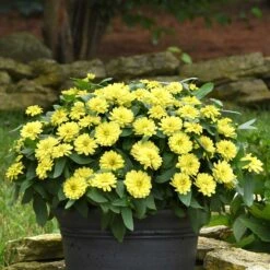 Zahara Double Yellow Zinnia Seeds: Vibrant Double Blooms for Every Garden -Eden Brothers Shop zinnia zahara double yellow bal 3