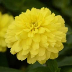 Zahara Double Yellow Zinnia Seeds: Vibrant Double Blooms for Every Garden -Eden Brothers Shop zinnia zahara double yellow bal 4