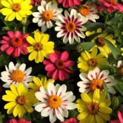 Zahara Raspberry Lemonade Zinnia Seeds - Vibrant Drought-Resistant Garden Mix