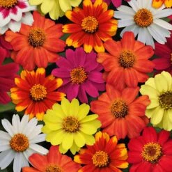 Vibrant Zahara Single Mix Zinnia Seeds - Compact Garden Flower Mix