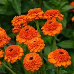 Zinnia Seeds - Zinderella Orange