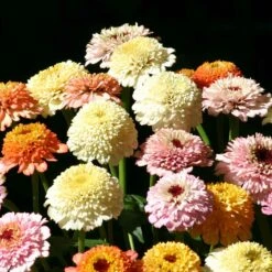 Zinderella Pastels Zinnia Seeds - Frilly Scabiosa-Flowered Mix