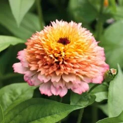 Zinderella Pastels Zinnia Seeds - Frilly Scabiosa-Flowered Mix -Eden Brothers Shop zinnia zinderella peach noa 1 1