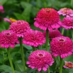Zinnia Seeds - Zinderella Purple