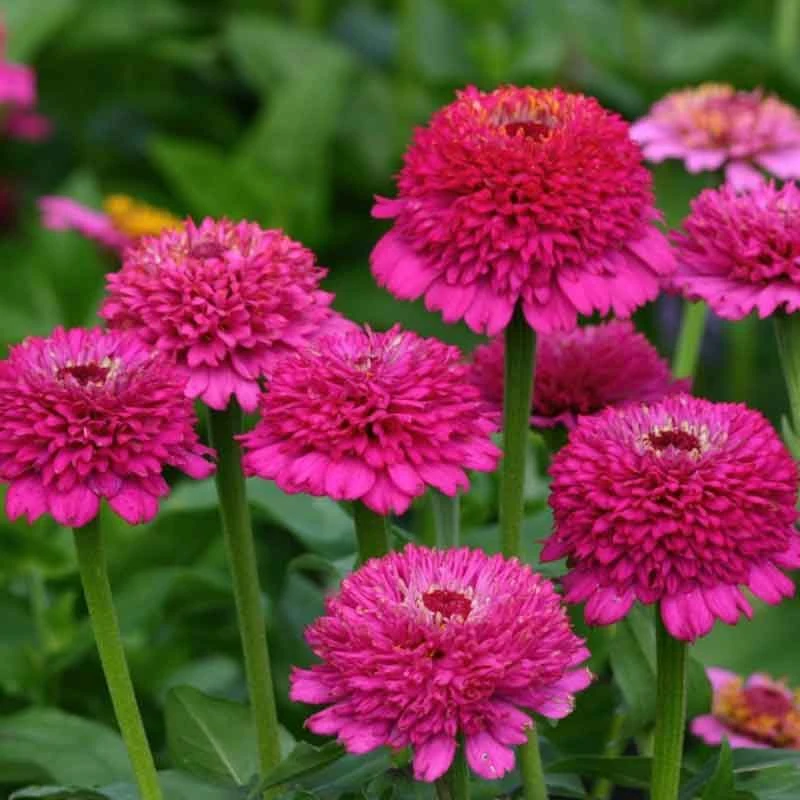 Zinnia Seeds - Zinderella Purple 1 Zinnia Seeds - Zinderella Purple