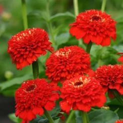Zinnia Seeds - Zinderella Red