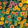 Zowie Yellow Flame Zinnia Seeds - Vibrant Two-Tone Garden Blooms