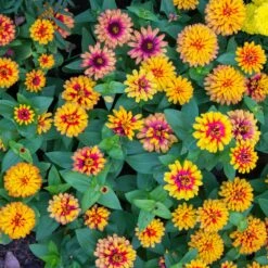 Zowie Yellow Flame Zinnia Seeds - Vibrant Two-Tone Garden Blooms